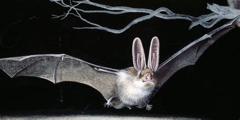 U.S. Habitat Protections Denied For Endangered Bat Species | The ...