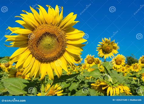 Beautiful Landscape with Field of Blooming Sunflowers Field Over Stock Photo - Image of country ...