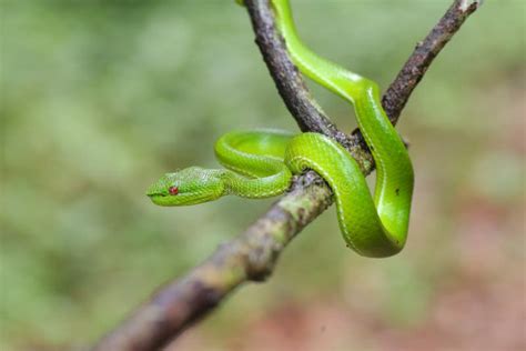 Green Pit Viper Dangerous Snake in Thailand. Stock Image - Image of land, herbicide: 121407289