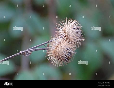 Wild burdock plant, uk Stock Photo - Alamy