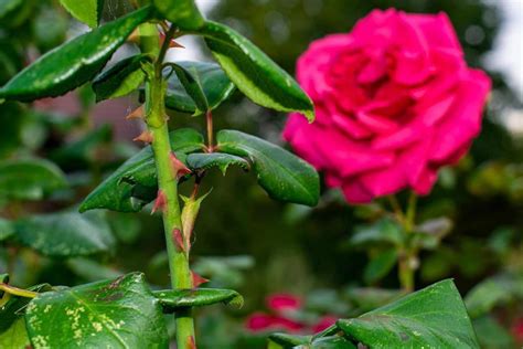 Por qué las rosas tienen espinas - ¡Descúbrelo aquí!