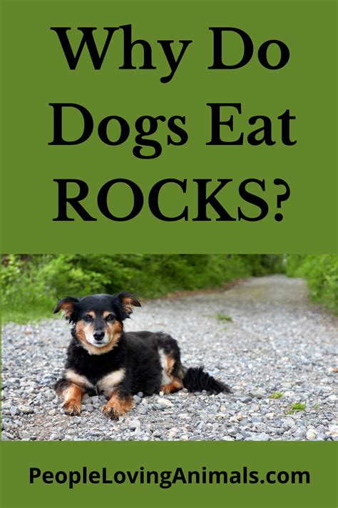 Why Do Dogs Eat Rocks? - Dogs eating rocks can be dangerous!