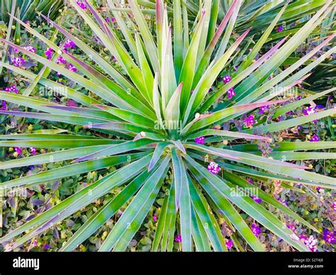 Basic combo: Green Spiky Plant With White Flowers : 54 Pink Plants ...