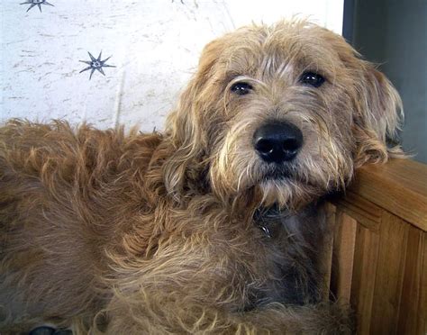 Airedale Terrier Irish Wolfhound Mix - Pets Lovers