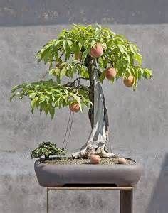 28+ Bonsai Neem Tree Price Background – Floating Bonsai Tree Amazon