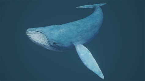 Blue Whale by Jazz Cousins