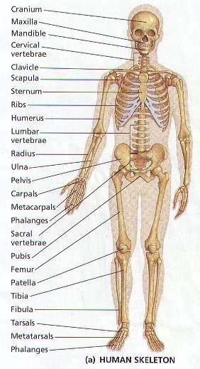 206 Bones of the body diagram