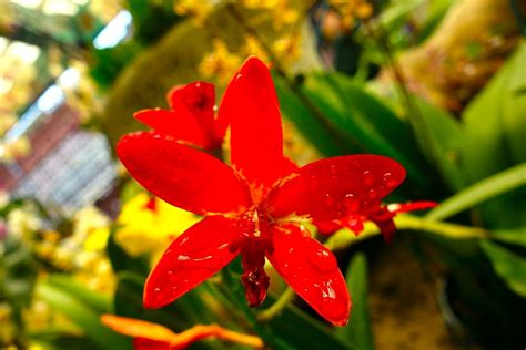 5 Best grow light for orchids