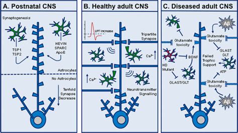 Astrocyte–synapse interactions. (A) In the developing CNS, astrocytes... | Download Scientific ...