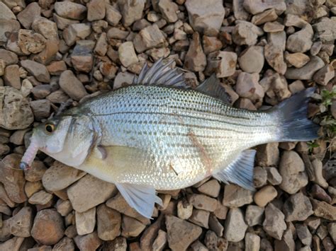 The White Bass are making their run in Missouri. They fight bigger than what they are! : r/Fishing