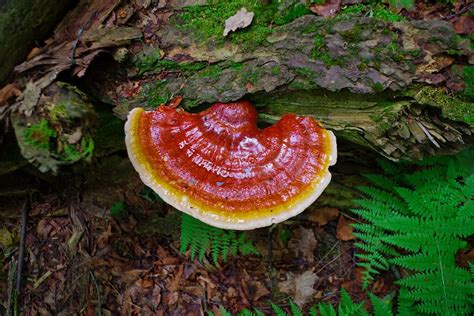 All About Foraging and Harvesting Reishi Mushrooms