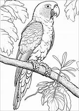 Cute Parrot Coloring Pages sketch template