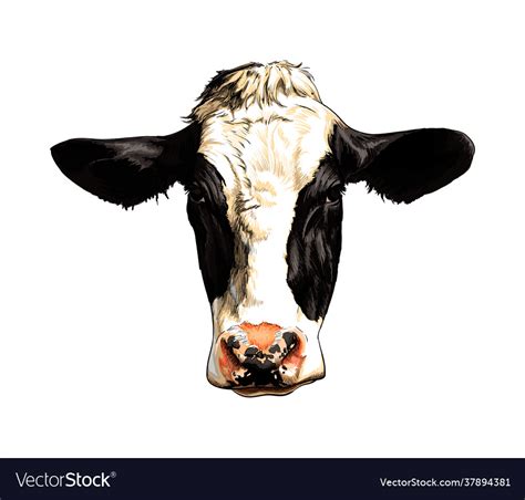 Black And White Cow Face