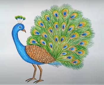 Easy Show Beautiful Peacock Drawing - Douroubi