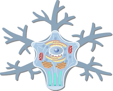 Neuron Cell Body - structure, functions and diagram | GetBodySmart