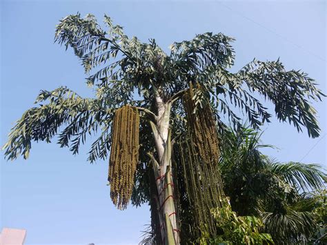 Sri Lanka's 'Kithul' Palm Syrup: An Ancient Sweetener In Need Of Saving : The Salt : NPR