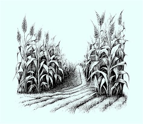 Corn Fields Drawing