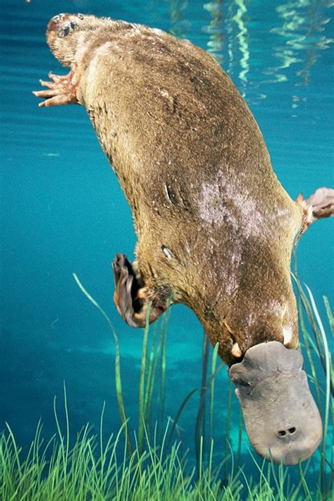 Platypus: History, Facts, Size, Habitat, Classification & Much More - Animals Name