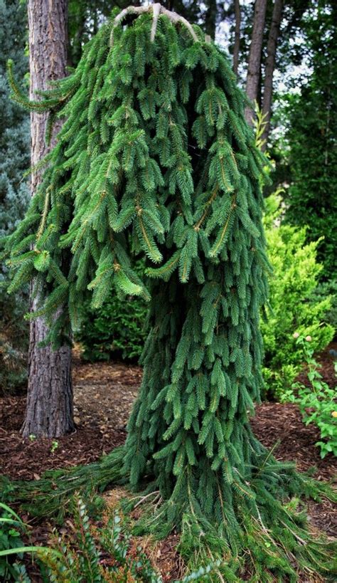 Best 25+ Dwarf Evergreen Trees images on Pinterest | Landscaping ideas, Dwarf evergreen trees ...