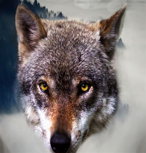 Wolf Free Stock Photo - Public Domain Pictures