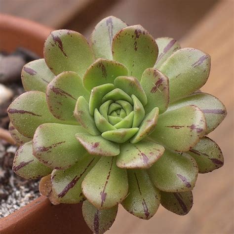 58 Stunning Aeonium Varieties [With Pictures] - Succulent Alley