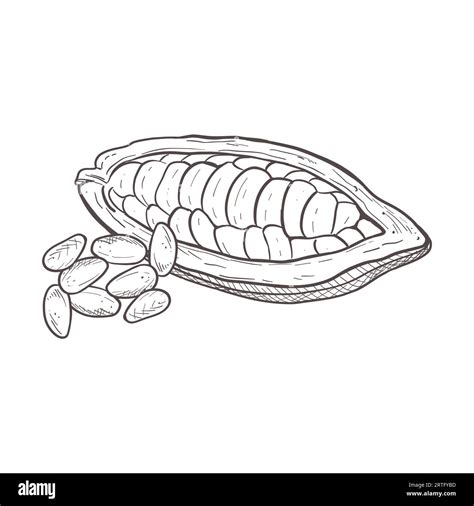 Vector illustration set of opened raw unpeeled cocoa bean pod and detached seeds. Black ...