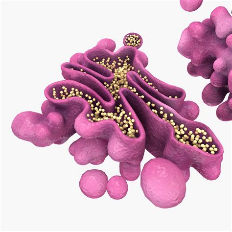 3d model golgi apparatus