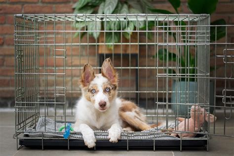 Puppy Training Tips: From Potty Training to Crate Training, Learn How ...