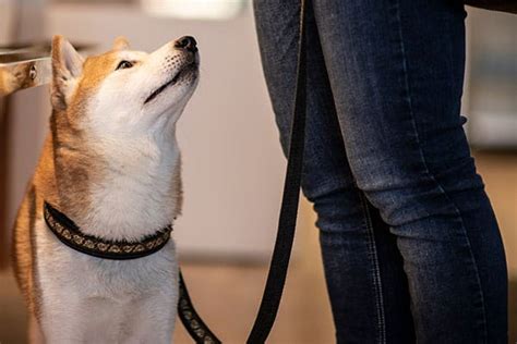 Shiba Inu Training Basics | My First Shiba Inu