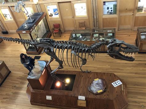 A gorgosaurus skeleton at the Redpath Museum in Montreal, QC : Dinosaurs