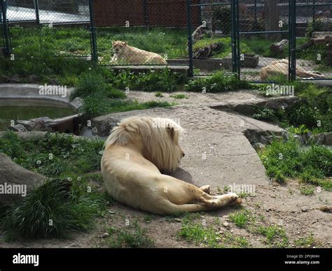 albino white lions rest. Lion Panthera leo is a species of carnivorous ...