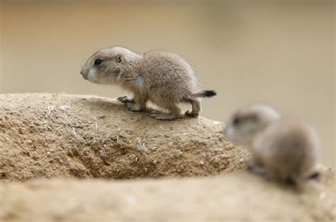 Baby prairie dog (prairie puppy?) : r/aww