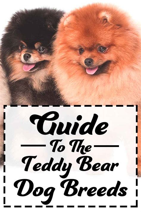 Teddy Bear Dog Breeds - The Pups That Look Like Cuddly Toys!