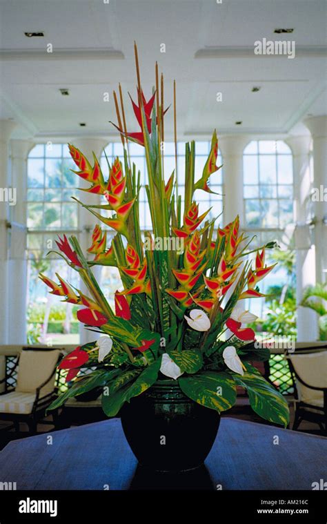 An arrangement of Bird of Paradise flowers in a hotel on the island ...