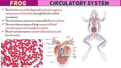 Frog Circulatory System Short Notes | Free Biology Notes - Rajus Biology