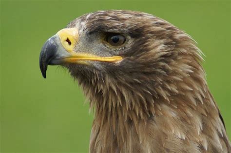 Steppe Eagle | Eagle, Bald eagle, Steppe