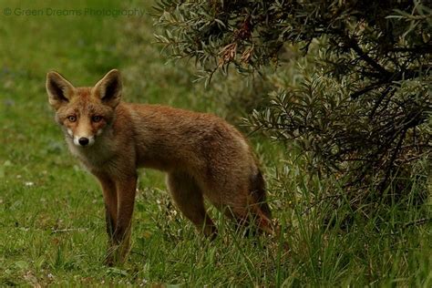 Fox | More photos of Dutch wildlife you can find on Green Dr… | Flickr