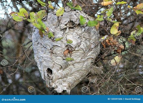 Hornets Nest in the Tree stock photo. Image of danger - 135591506