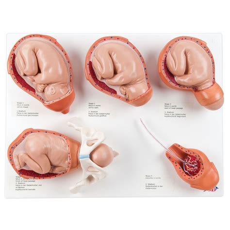 Labour Stages Model - LabWorld.co.uk