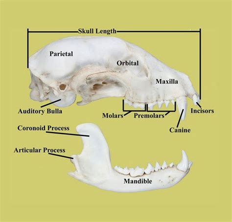 how to identify a skull ( raccoon skull)