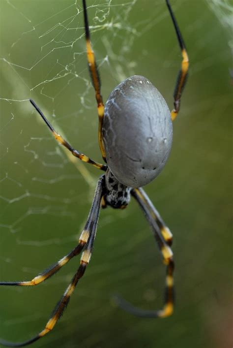 orb weaver - Google Search | Spider, Orb, Australian animals