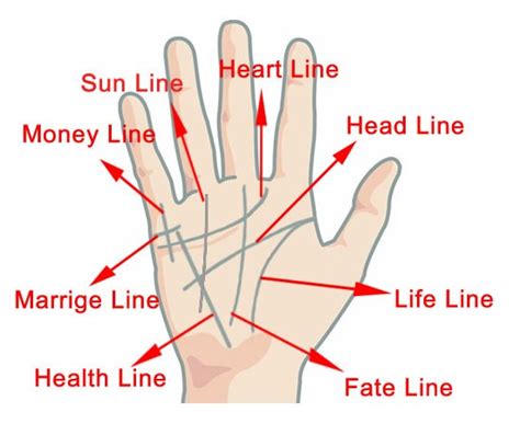 Which Line of your Indicates What - Palmistry Basics