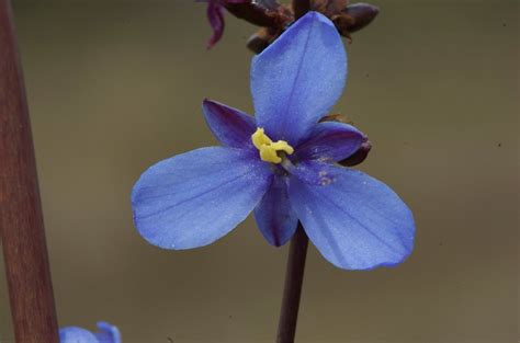 Ambohitantely Forest: Flower of the forest