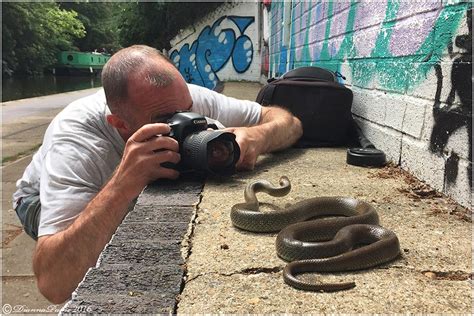 Aesculapian Snakes in London