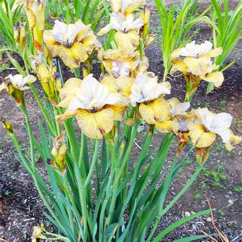 Iris Siberica (Siberia) So van Gogh Commander en ligne dans l'UE directement depuis les Pays-Bas