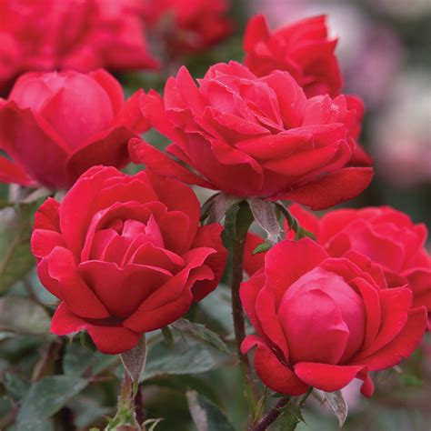 Red Double Knock Out Rose | PlantAddicts.com