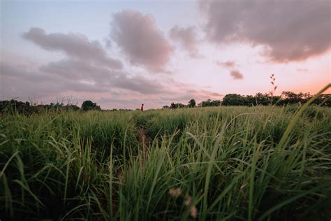 Grassy meadow against sunset sky · Free Stock Photo