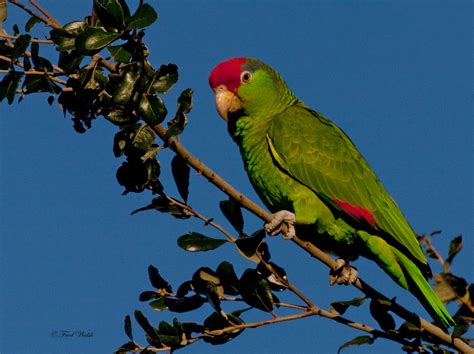 fred walsh photos: Red Crowned Parrot