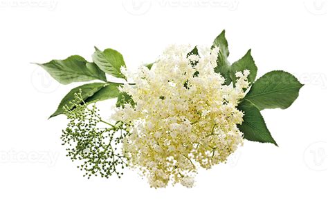 Elderberry flower png transparent background 29719701 PNG