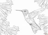 Hummingbird Coloring Pages Sketch Page sketch template